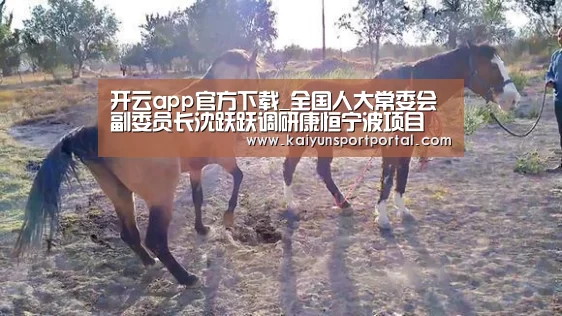 开云app电脑版下载